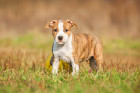 Americký stafordšírský teriér - štěně, foto: Shutterstock