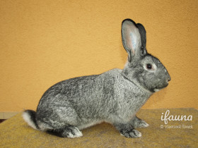 Činčila velká (Čv)