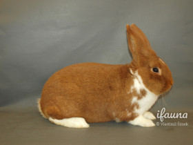 Meklenburský strakáč (MS)