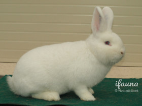 Vídeňský bílý (Vb)