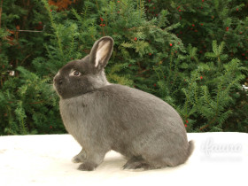 Vídeňský modrý (Vm)