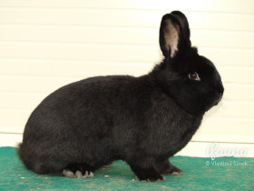 Vídeňský černý (Vč)