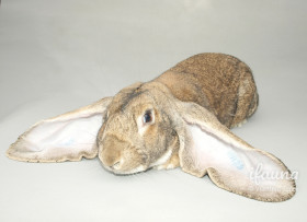 Anglický beran (AB)