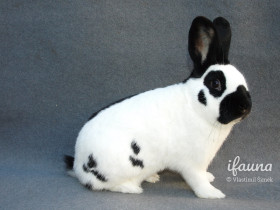 Český strakáč (ČS)