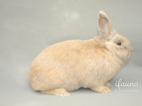 Český luštič (ČL)