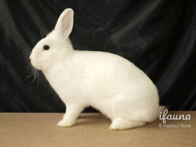 Moravský bílý hnědooký (Mbh)