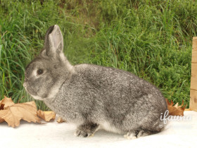 Činčila malá (Čm)