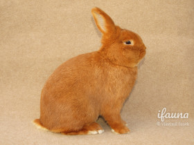 Český červený (Čč)