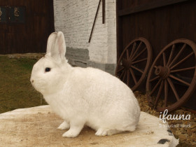 Český černopesíkatý (Ččp)