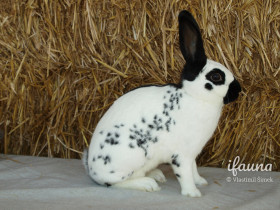 Anglický strakáč (AS)