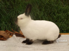 Ruský (R)