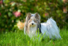 Biewer teriér, foBiewer teriér, foto: Shutterstockto: Shutterstock