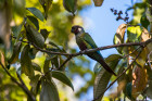 Pyrura šedoprsý, foto: Shutterstock