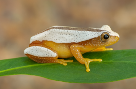 Afrička stříbrnopruhá