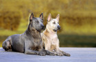 Thajský ridgeback, foto: Shutterstock