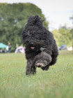 Barbet - Francouzský vodní pes. Foto: Monika Engel