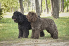 Barbet