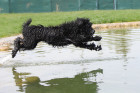 Barbet - Francouzský vodní pes. Foto: Monika Engel