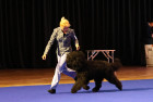 Barbet - Francouzský vodní pes. Foto: Monika Engel