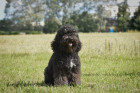 Barbet - Francouzský vodní pes. Foto: Monika Engel