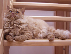 Česká kadeřavá kočka