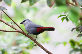 Modroušek rudoocasý