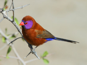 Motýlek granátový