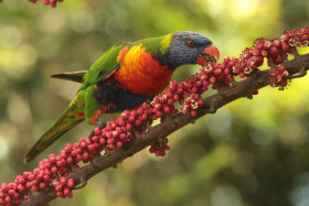 Lori mnohobarvý horský