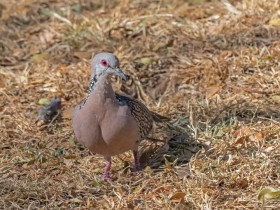 Hrdlička cejlonská