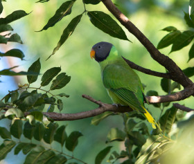 Alexandr černohlavý