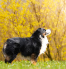 Ivie Farms George, majitelka Jola Przybył , tel.  +48 663 626 352