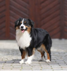 Ivie Farms George, majitelka Jola Przybył , tel.  +48 663 626 352