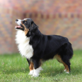 Miniaturní americký ovčák