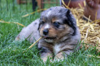 Štěně miniaturního amerického ovčáka, foto: Veronika Žišková, majitel/chovatel: CHS Baradeon (FCI)
