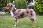 Miniaturní americký ovčák, foto: Veronika Žišková, majitel/chovatel: CHS Baradeon (FCI)