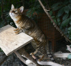 Toyger, foto: Renata Semeráková, CHS Ammy od skal