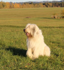 Mioritic, foto: Pavel Karfík, chovatelská stanice Z Višňovských luk