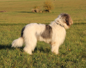 Rumunský mioritský ovčák