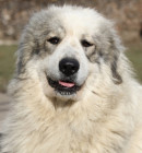 Pyrenejský horský pes