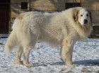 Pyrenejský horský pes, foto z archivu Marie Rundové