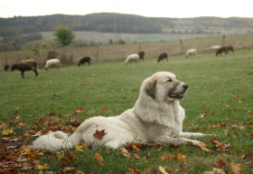 Pyrenejský horský pes