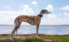 Španělský galgo, foto: Shutterstock