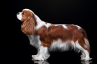 Kavalír king charles španěl, foto: Shutterstock