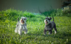 Knírač malý, foto: Shutterstock