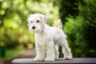 Knírač malý, foto: Shutterstock
