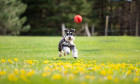 Knírač malý, foto: Shutterstock