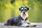 Knírač malý, foto: Shutterstock
