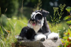 Knírač malý, foto: Shutterstock