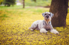 Knírač velký, foto: Shutterstock