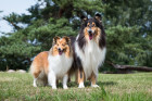 Kolie a sheltie. Foto: Shutterstock